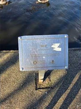 Relaxing Duck Sounds in the Park #DuckVibes #NatureShorts #PeacefulMoments #parklife