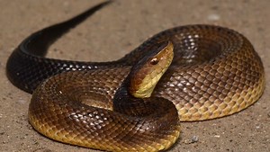 Now is the perfect time for questions about snakes | ECOVIEWS