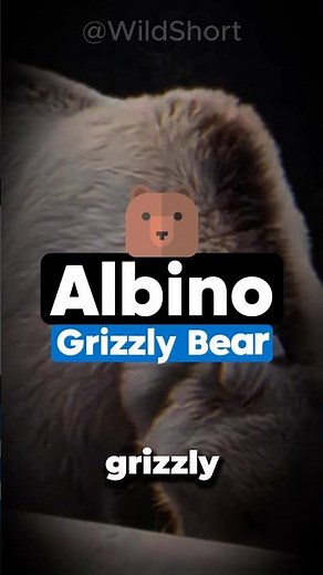 🐻He Was Taken To The Arctic By Mistake!❄️| Leo, the Albino Grizzly✨