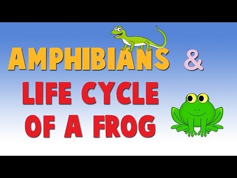 Amphibians - Life Cycle of a Frog - Learn About Animals for Kids