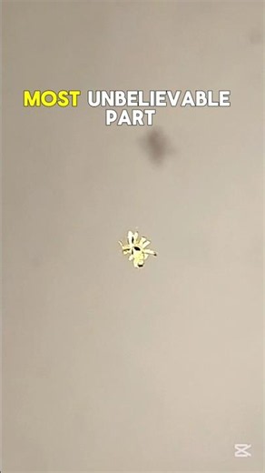 Nature’s Living Gold! 🕷️✨ Meet the Mirror Spider #Shorts #Nature #Macro