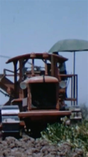 Allis-Chalmers HD-10 digging sugar beets on Union Island