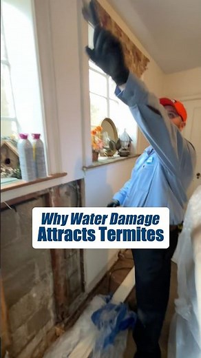 How Termites Enter Behind Your Walls #shorts