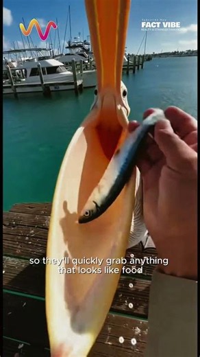 Why Do Pelicans Try to Eat Everything? The Surprising Truth! #animalfacts #educational #pets #shorts