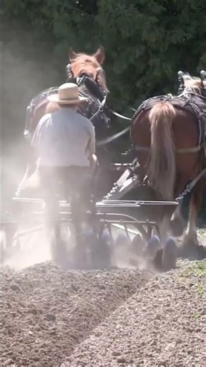 Horse Plowing: Old School Farming Power!