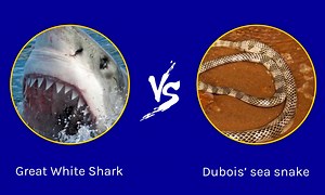 Epic Battles: Great White Shark vs. the Most Venomous Sea Snake