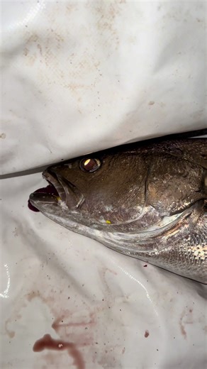 Fishing Tips for Catching Mulloway