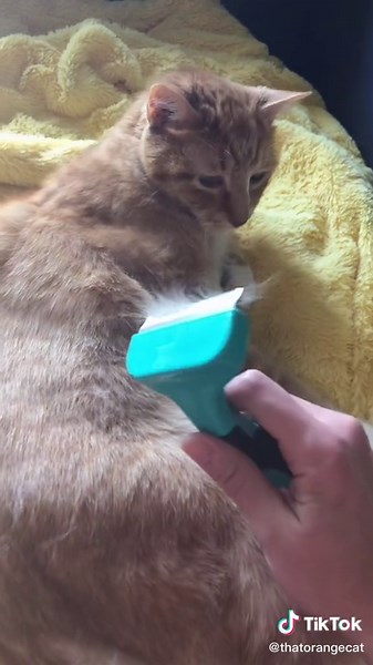 How Often Should You Brush Short Haired Cats?