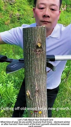 Pruning Fruit Trees with Secateurs – Shaping Branches for Better Harvest 🍎✂️