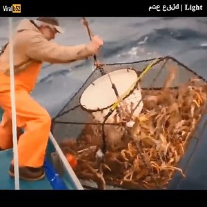 34K views | Crab catching - processing crabs in factories. Credit: Light - youtu. be/_7qeaT_ZWHM | Gabriel Motorcycles | Facebook
