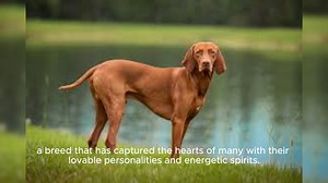 Vizsla