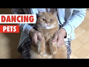 Dancing Pets | Funny Animal Video Compilation 2018