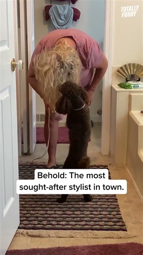 She specializes in poodle cuts ✂️