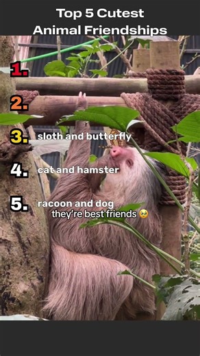 Top 5 Cutest Animal Friendships