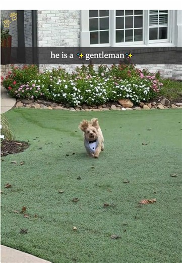 It's not just daycare -it's his happy place.#dog#funny#funnyanimals#funnypets#animals