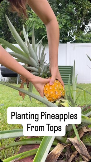 668K views · 11K reactions | Don’t throw out those pineapple tops! You can plant them and grow your own at home. It takes patience (yes, years), but nothing beats harvesting a sweet pineapple from your backyard. I’ll show you how I plant mine and what you need to know to get them growing strong. #PineapplePlant #FloridaGarden #GrowYourOwnFruit #BackyardOrchard #TropicalFruit | Homegrown Florida | Facebook