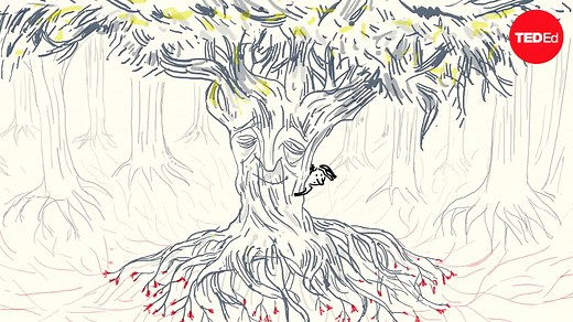 The secret language of trees