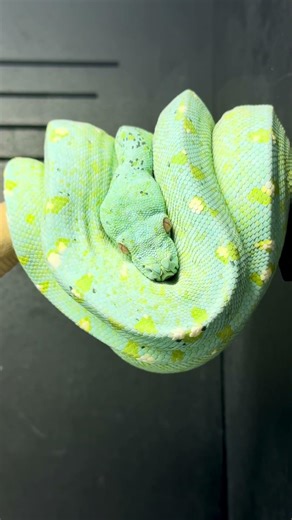 High Blue Designer Green Tree Python at Ari Elli Max Arboreals