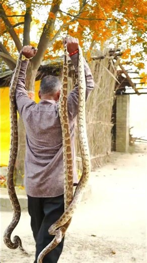 3 Indian python#rescue