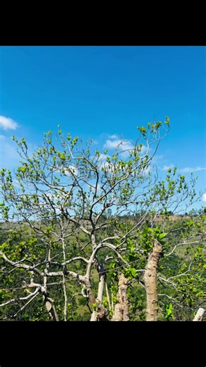 iamzlungile (@iamzlungile)’s videos with Khaya Lami - Inkabi Zezwe & Sjava & Big Zulu