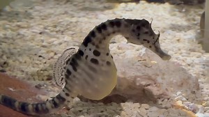 7.4K views · 311 reactions | Slow and steady – that’s how a seahorse travels! Can you believe that seahorses are among the slowest species swimming in our oceans? The small dorsal fins on their backs propel them to a high speed of 1.5 mph or as low as 0.01 mph! | Indianapolis Zoo | Facebook