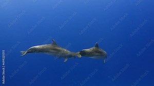 Dolphins in close up view, filmed underwater in the pass of Tiputa in the atoll of Rangiroa in the French Polynesia in the middle of the South Pacific