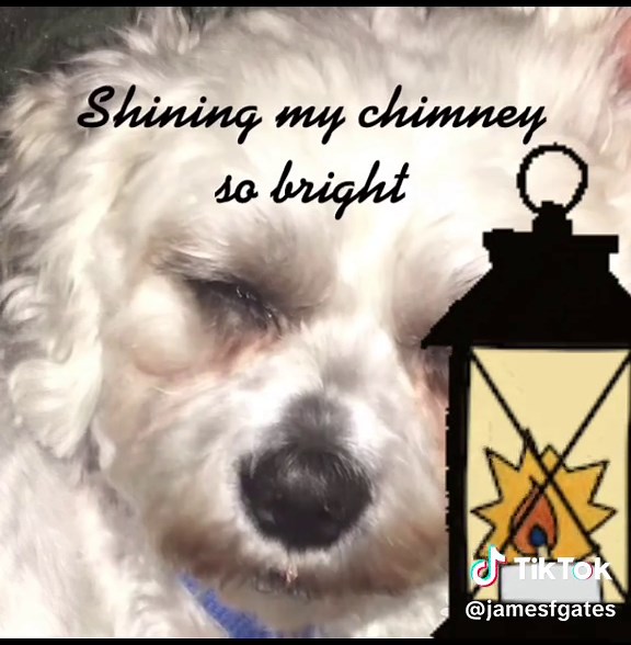 #singinganimals #funnydogs #singingdogs #maisiedogsings #douglasmountain