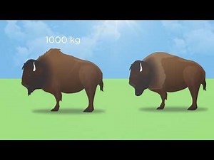American Bison