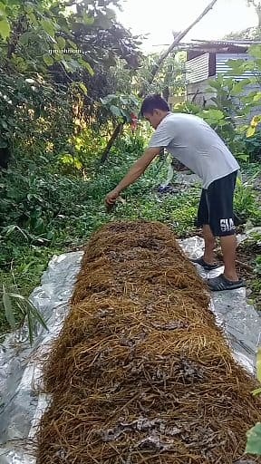 294K views · 5.5K reactions | Paano magpatubo ng mushroom #rjmushroom #KabutengSaging #mushroom #tutorial | RJ Mushroom | Facebook