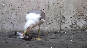 Seagull eats pigeon