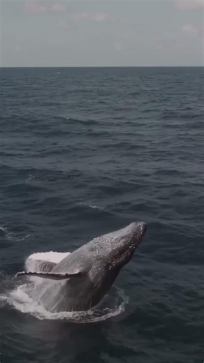 Why Do Humpback Whales Let Barnacles Grow?