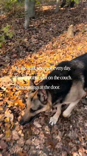 Why losing your soul dog changes you