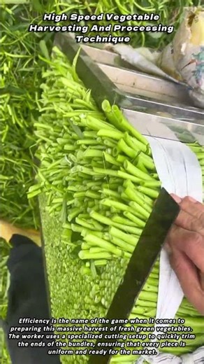 High Speed Vegetable Harvesting And Processing Technique