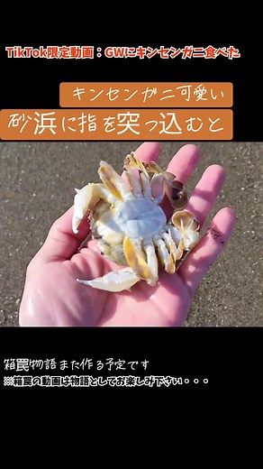キンセンガニを使った絶品味噌汁のレシピ
