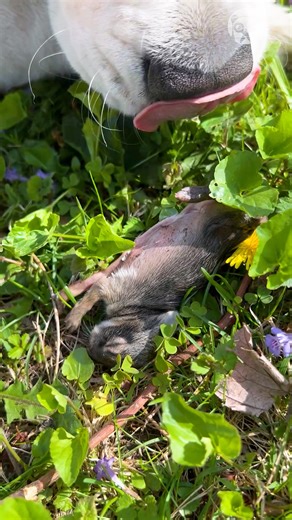 Dog has a tiny, still-living baby bunny in its mouth | Bored Panda Animals
