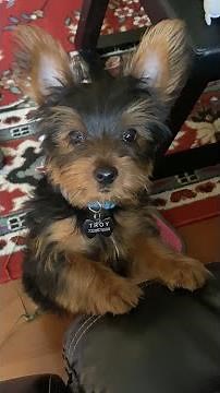 Yorkie puppy throwing a tantrum.