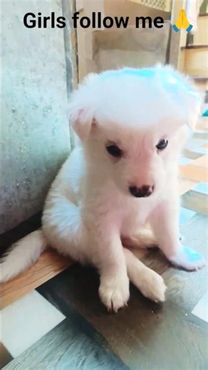 follow kar dijiye girls 🙏🙏🙏✨👀🫵😘#youtubeshorts #shortvideo