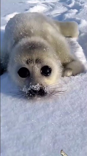 baby seals core 💜 #seals #babyseals #seal