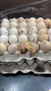 Not believable - Chick hatched in eggs tray without any egg incubator