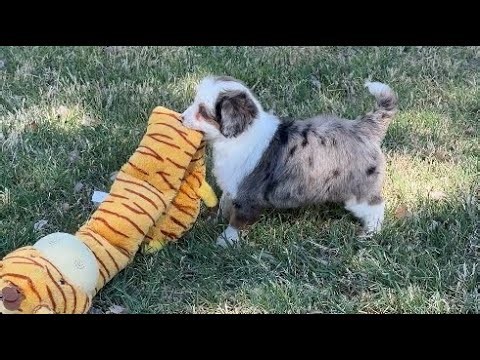 Marsha’s Mini Aussiedoodle puppies play at Lindsey’s Aussies. See website for details! 