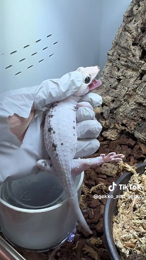 Angry pied tokay #gekko #gecko #tokaygecko #angrygecko