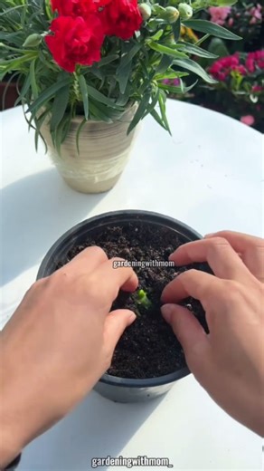 Gardening With Mom | "This is seriously one-of-a-kind 🌿✨ Ever seen a garden hack like this before? Nature never stops surprising! #GardenMagic #PlantHacks... | Instagram