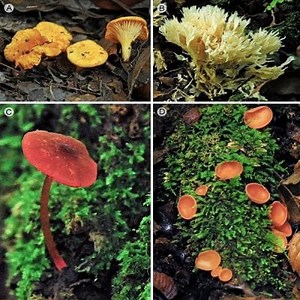 Caractéristiques des champignons, types et reproduction ▷➡️ Postposmo