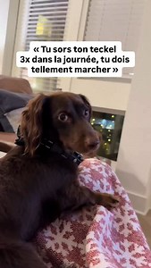 Vous aussi ? 😭 CD : @ellyclairew sur TikTok — Pour ceux souhaitant adopter un teckel, nous avons conçu un guide complet sur la race ⤵️ - Préparation à l’adoption - Recommandation d’élevages - Accueil à la maison, éducation Et d’autres chapitres pour vous aider à réussir votre adoption sans stress ! 👉 Disponible en cliquant sur le lien en bio ou sur www.teckeltrotteur.com #teckel #teckeltrotteur #teckelofinstagram #teckelpuppy #teckellove #teckellovers #funnydogs #chiensaucisse | Teckel Trotteu