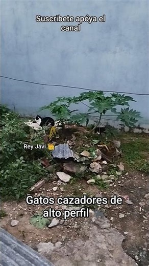 High-profile hunting cats 🐈‍⬛ #cat #catrescue #catlovers #catvideos #catshorts