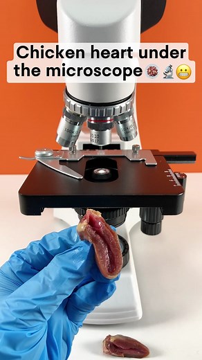 Chicken Heart Under Microscope - Would You Still Eat It?