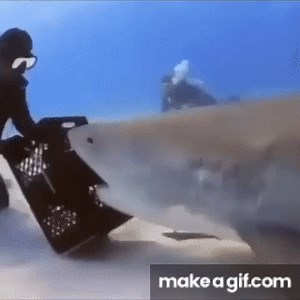 get rotated, idiot shark meme on Make a GIF