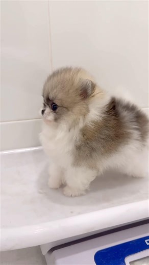 파티컬러 포메라니안 #파티포메 #미스터독 #포메라니안분양 #강아지