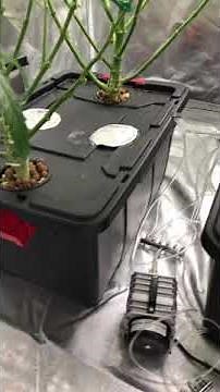 Easily change nutrient solutions in hydroponic DWC with siphon pump