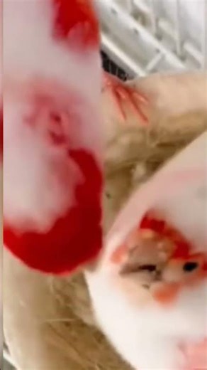 أجمل ألوان كناري موزييك أحمر Les plus belles couleurs du canari mosaïque rouge #Los colores más b